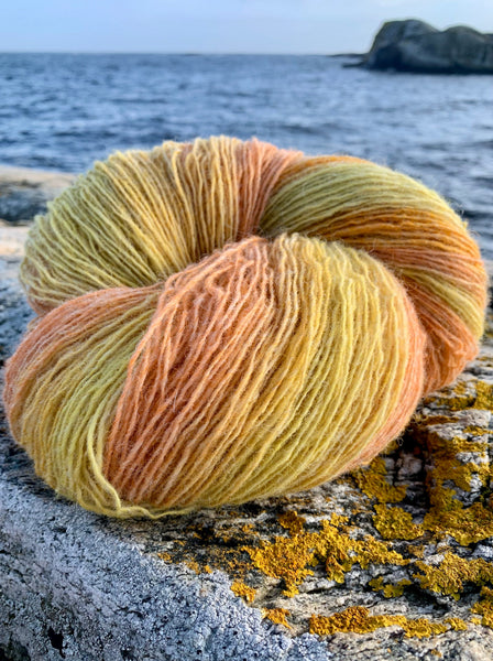 Flerfarget merinoull, gul, orange fargeoverganger på svaberg på Stangnes i Kragerø